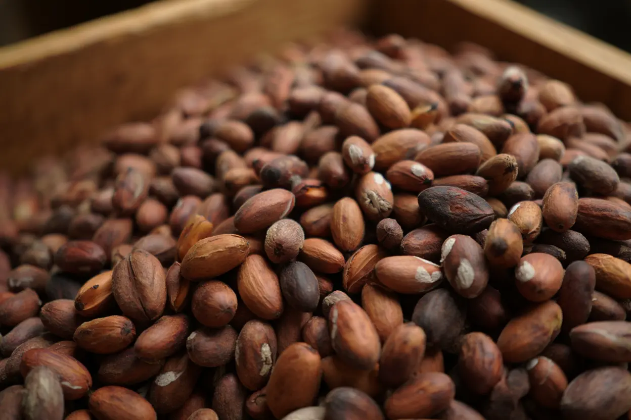 Fèves de cacao fermentées